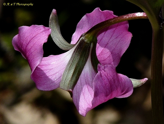 {Trillium catesbaei}